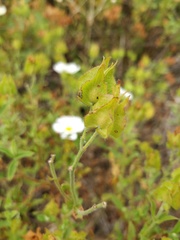 Cistus × obtusifolius