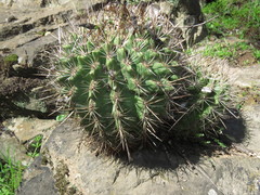 Eriosyce castanea