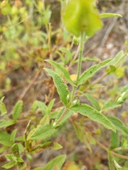 Cistus × obtusifolius