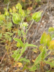 Cistus × obtusifolius