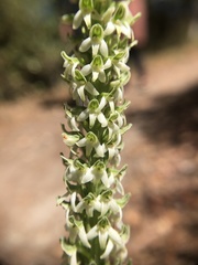 Platanthera yadonii