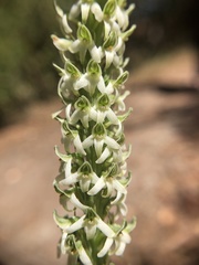 Platanthera yadonii