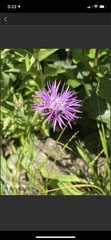 Centaurea thuillieri