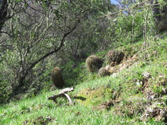 Eriosyce castanea