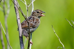 Peucaea aestivalis aestivalis