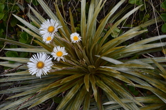 Celmisia armstrongii