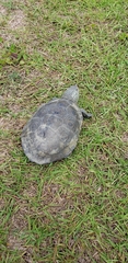 Malaclemys terrapin centrata