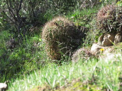 Eriosyce castanea
