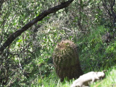 Eriosyce castanea