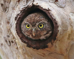 Glaucidium gnoma gnoma