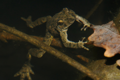 Pelodytes punctatus