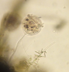 Vorticellidae