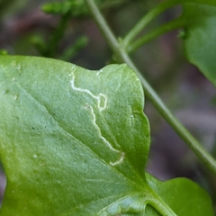 Stenoptilodes antirrhina