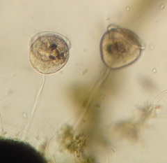 Vorticellidae