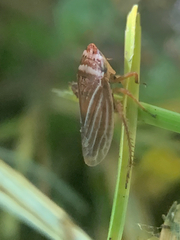 Aphrodes makarovi