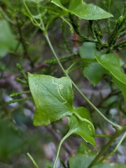 Stenoptilodes antirrhina