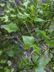 Stenoptilodes antirrhina