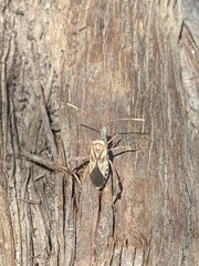 Leptoglossus jacquelinae