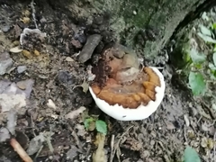 Ganoderma applanatum