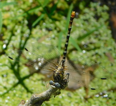Erpetogomphus compositus