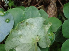 Puccinia asarina