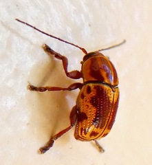 Cryptocephalus castaneus