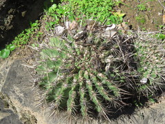 Eriosyce castanea