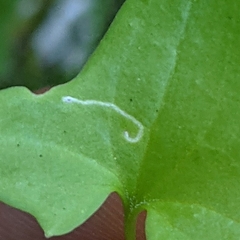 Stenoptilodes antirrhina