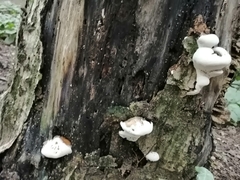 Ganoderma applanatum