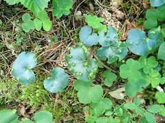 Puccinia asarina