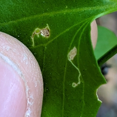 Stenoptilodes antirrhina