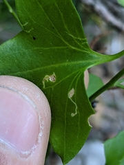 Stenoptilodes antirrhina