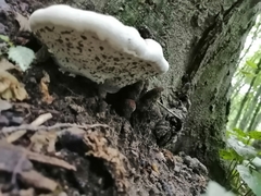 Ganoderma applanatum