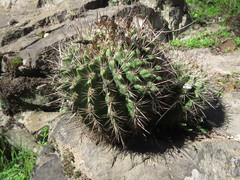 Eriosyce castanea