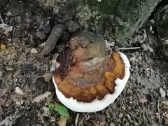 Ganoderma applanatum