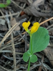 Coronilla scorpioides image