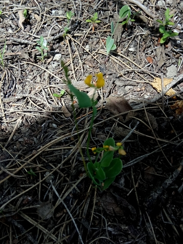 Coronilla image