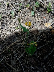 Coronilla scorpioides image