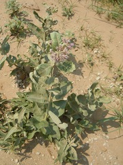 Asclepias speciosa × syriaca