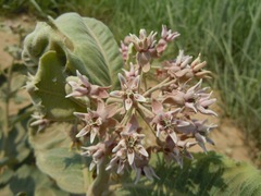 Asclepias speciosa × syriaca