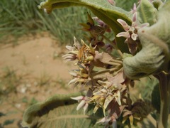 Asclepias speciosa × syriaca