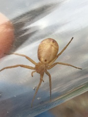 Philodromus rufus