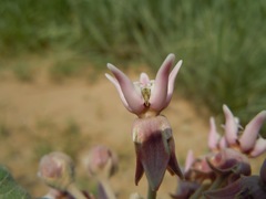 Asclepias speciosa × syriaca
