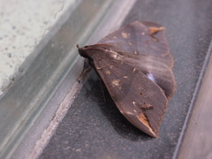 Ischyja ferrifracta