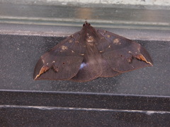 Ischyja ferrifracta