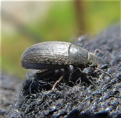 Blapstinus histricus