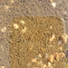 Rock Pool Fairy Shrimp - Photo (c) Carla Church, some rights reserved (CC BY-NC), uploaded by Carla Church