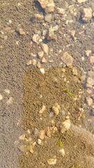 Branchinecta packardi