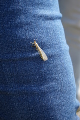 Macronemurus bilineatus