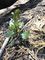 Arctostaphylos nevadensis